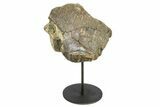 Fossil Dinosaur Vertebra Section w/ Metal Stand - South Dakota #294893-2